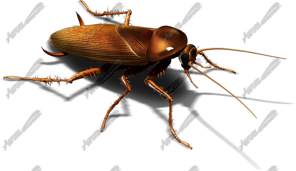 Cockroach 3 Vehicle Wrap Design — Large Scale Artwork for Wide Format Printing | Categories: PIK6 Everyday, Commercial, Industry, Nature