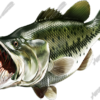 Largemouth Bass