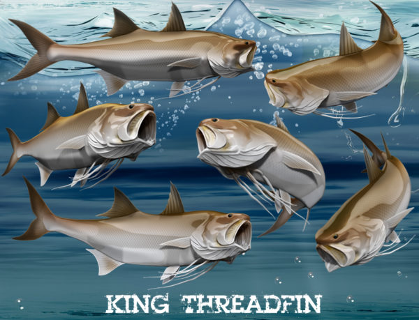 King Threadfin