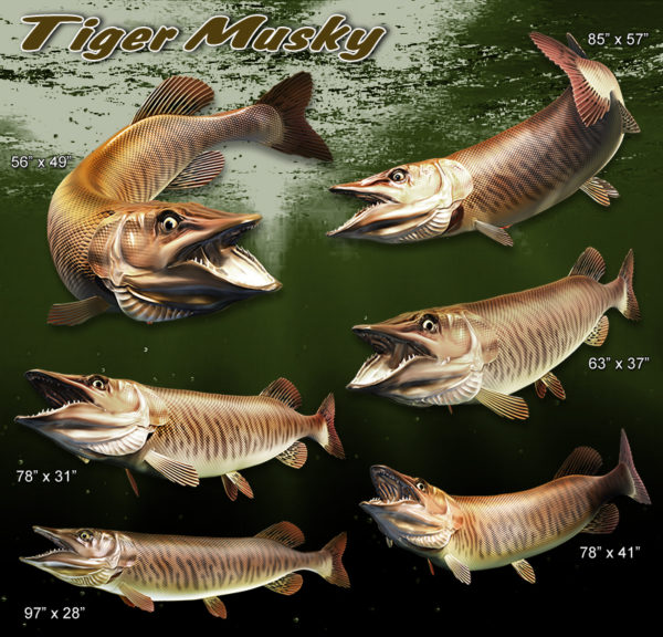Tiger Musky 4 Vehicle Wrap Design — Large Scale Artwork for Wide Format Printing | Categories: PIK6 Everyday, Fishing
