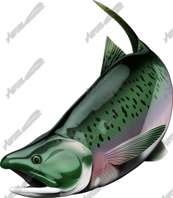 Salmon