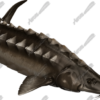 Sturgeon