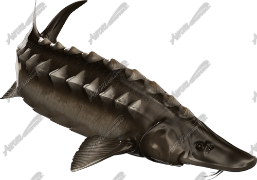 Sturgeon