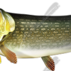 Pike