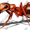 Red Ant 1 Vehicle Wrap Design — Large Scale Artwork for Wide Format Printing | Categories: PIK6 Everyday, Commercial, Industry, Nature