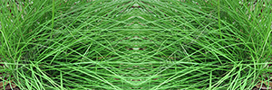 Fountain Grass Vehicle Wrap Design — Large Scale Artwork for Wide Format Printing | Categories: Nature