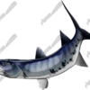 Barracuda
