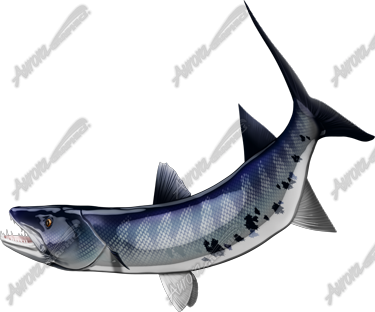 Barracuda