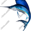 Sailfish
