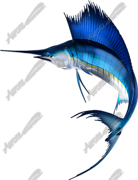 Sailfish