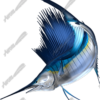 Sailfish