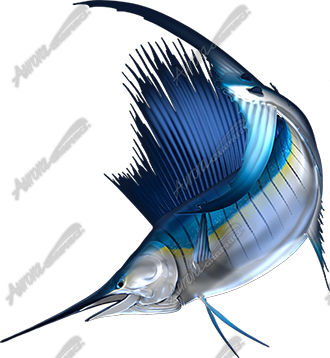 Sailfish