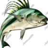 Roosterfish