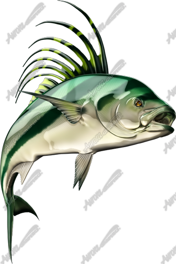 Roosterfish 5 - Aurora Graphics