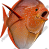 Opah