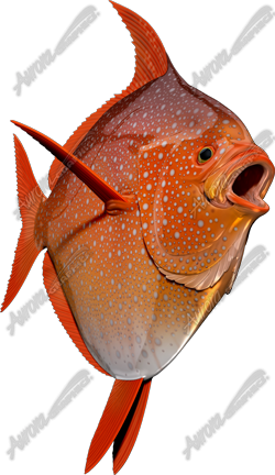 Opah