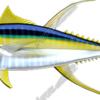 Yellowfin Tuna