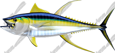 Yellowfin Tuna