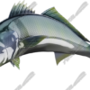 White Seabass