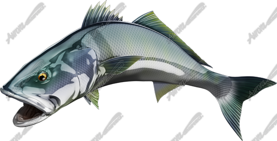 White Seabass