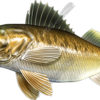 Walleye