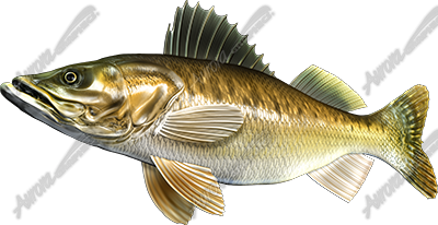 Walleye