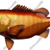 Cubera Snapper