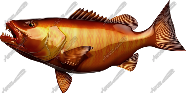 Cubera Snapper
