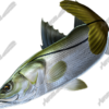 Snook