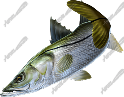 Snook