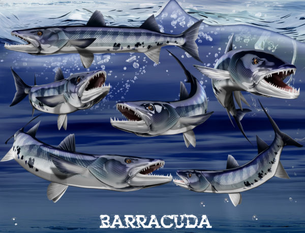 Barracuda Fish