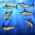 Blue Marlin Fish