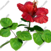 Hibiscus Red 1 - Each hibiscus is provided in both transparent .tiff and .jpg format and includes a matching CutContour for each flower. These extremely detailed and huge flowers print flawlessly at large scale.