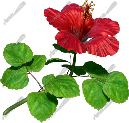 Hibiscus Red 1 Vehicle Wrap Design — Large Scale Artwork for Wide Format Printing | Categories: Commercial, Nature