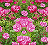 Roses 1 Vehicle Wrap Design — Large Scale Artwork for Wide Format Printing | Categories: Nature