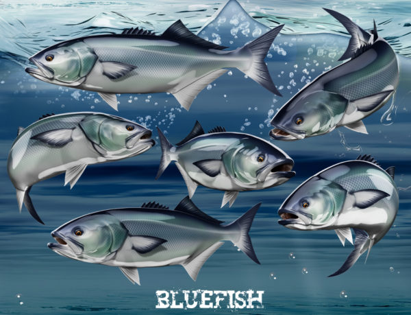 Bluefish Fish