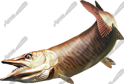 Tiger Musky