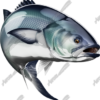 Bluefish