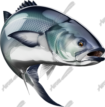 Bluefish