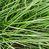 Fountain Grass 1 Vehicle Wrap Design — Large Scale Artwork for Wide Format Printing | Categories: Nature