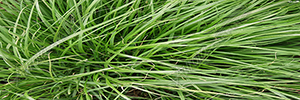 Fountain Grass 1 Vehicle Wrap Design — Large Scale Artwork for Wide Format Printing | Categories: Nature