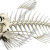 Bonefish