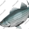 Striped Bass
