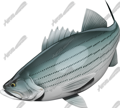 Striped Bass