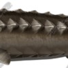 Sturgeon