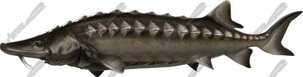 Sturgeon