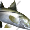 Snook
