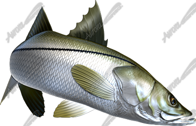 Snook