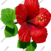 Hibiscus Red 8 Vehicle Wrap Design — Large Scale Artwork for Wide Format Printing | Categories: Nature