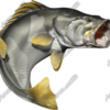 Barramundi